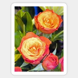 Colourful Tea Rose Sticker